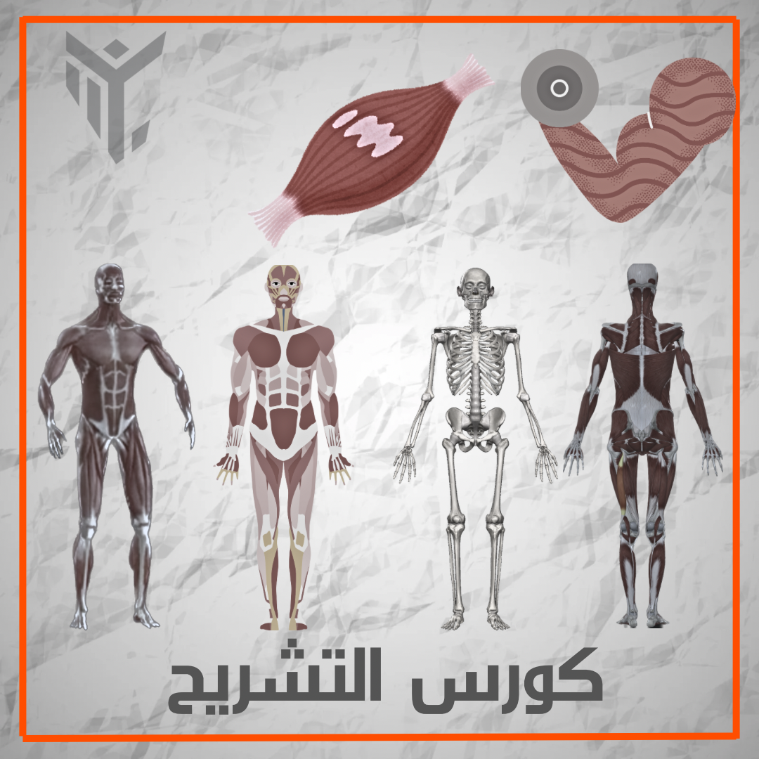 كورس تشريح العضلات | STRENGTH TRAINING ANATOMY